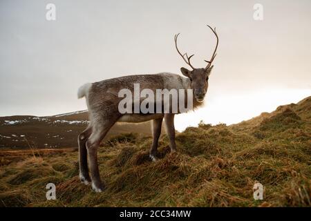 Rentiere in Cairngorm National Park Stockfoto