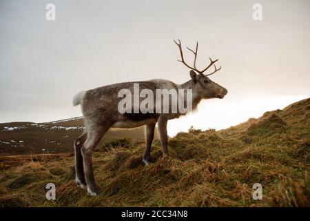 Rentiere in Cairngorm National Park Stockfoto