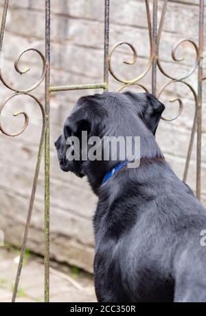 Ein schwarzer labrador Retriever steht an einem Gartentor und blickt hinaus. Stockfoto