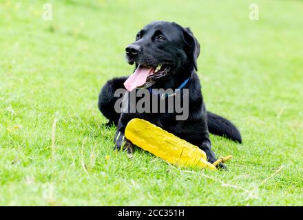 Ein schwarzer labrador Retriever, der auf Gras liegt, mit einem gelben Schützendummy. Stockfoto