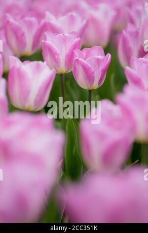 Tulpe Blumen für Schnitt Blumenmarkt wächst in einem Ein Stockfoto