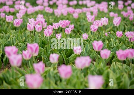 Tulpe Blumen für Schnitt Blumenmarkt wächst in einem Ein Stockfoto