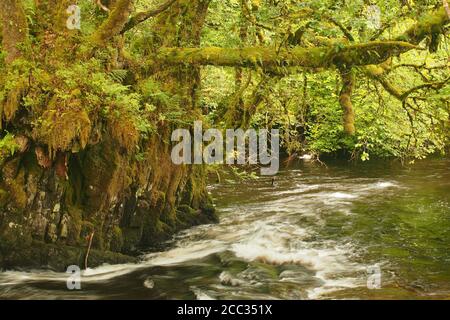 Ein Blick auf den Fluss Avich, Argyll, Schottland, ein abgelegener, sich schnell bewegender Fluss mit Wasserfällen von Loch Avich bis Loch Awe mit dicken Flechten auf den Bäumen Stockfoto