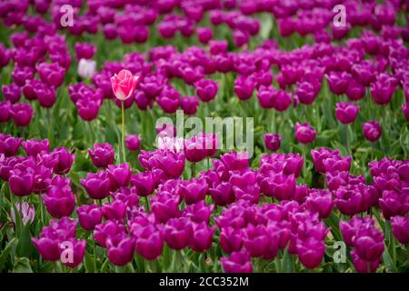 Tulpe Blumen für Schnitt Blumenmarkt wächst in einem Ein Stockfoto