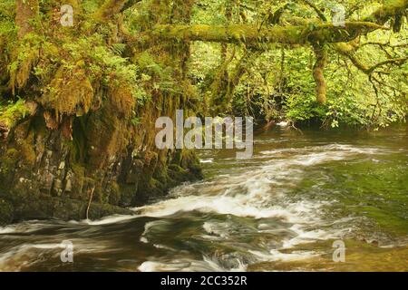 Ein Blick auf den Fluss Avich, Argyll, Schottland, ein abgelegener, sich schnell bewegender Fluss mit Wasserfällen von Loch Avich bis Loch Awe mit dicken Flechten auf den Bäumen Stockfoto