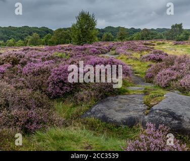 Purple Heather auf Shipley Glen in Baildon. Yorkshire. Stockfoto