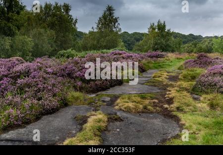 Purple Heather auf Shipley Glen in Baildon. Yorkshire. Stockfoto