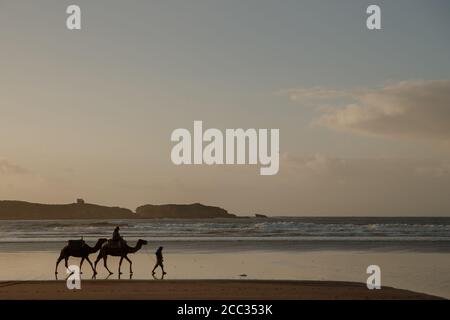 Kamelritt entlang eines Sandstrands in Marokko Stockfoto