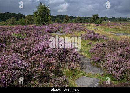 Purple Heather auf Shipley Glen in Baildon. Yorkshire. Stockfoto