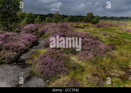 Purple Heather auf Shipley Glen in Baildon. Yorkshire. Stockfoto