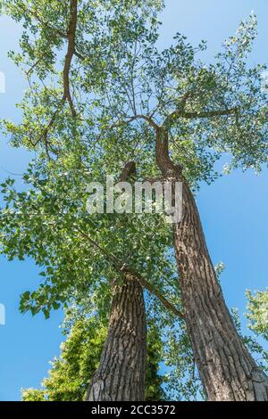 Populus deltoides - östlicher Cottonwood Pappel Baum. Stockfoto