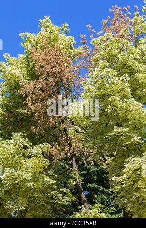 Acer platanoides 'Rommondii' - Harlekin Ahornbaum mit getrockneten und verwelkenden Blättern an einigen Zweigen. Stockfoto