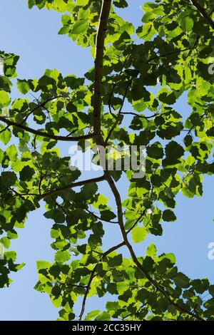 Populus - Pappelbaumblätter. Stockfoto