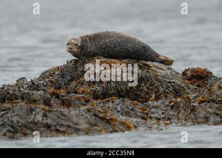 Gemeinsame oder Seehunde (Phoca vitulina) Stockfoto