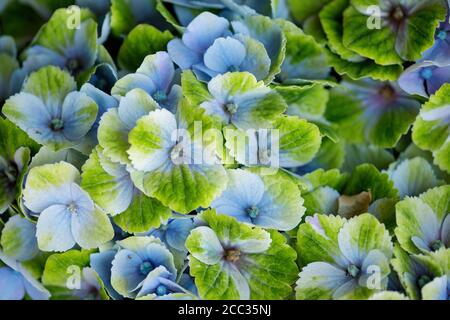 Hortensia Magical Amethyst Blue Stockfoto