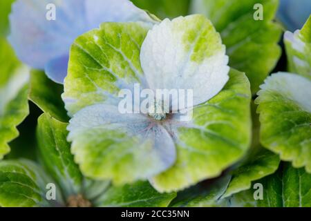 Hortensia Magical Amethyst Blue Stockfoto