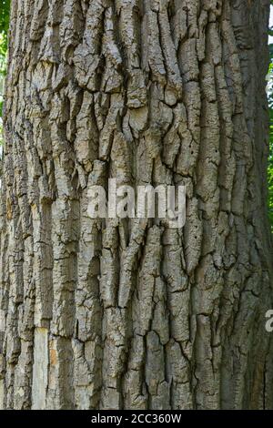 Populus - Pappel Baumrinde Detail. Stockfoto