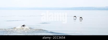 Black Dog Jagd Enten im Fluss Stockfoto