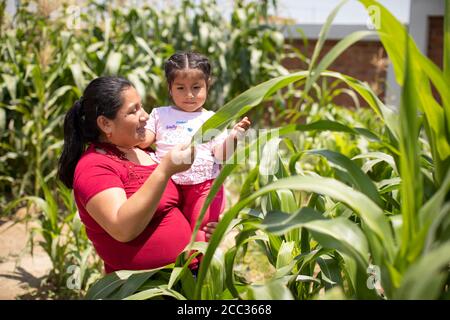 Eine Latina-Mutter und ihre junge Tochter stehen zusammen auf ihrem Maisfeld in der Provinz Sullanna, Peru, Südamerika. Stockfoto