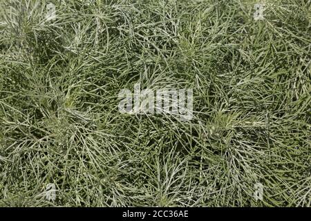 Artemisia mauiensis 'makana Silver' - Wermut. Stockfoto