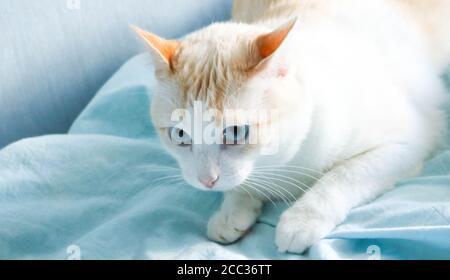 Niedliche blauäugige Katze, die auf einer blauen Decke liegt. Stockfoto