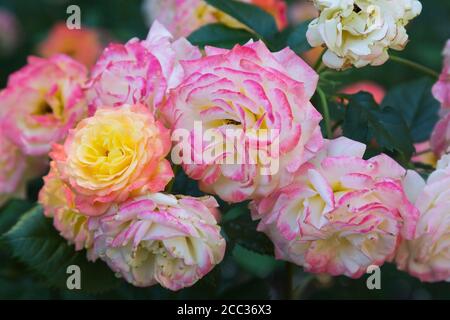 Rosa 'Gartenspass' - Floribunda Rosen mit Botrytis - Pilzkrankheit auf Blütenblättern. Stockfoto