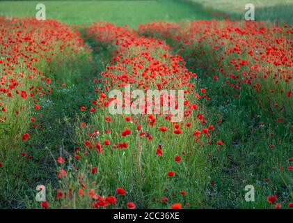 Blumen Rote Mohnblumen blühen auf wildem Feld. Schöne rote Mohnblumen mit selektivem Fokus. Rote Mohnblumen in sanftem Licht. Stockfoto