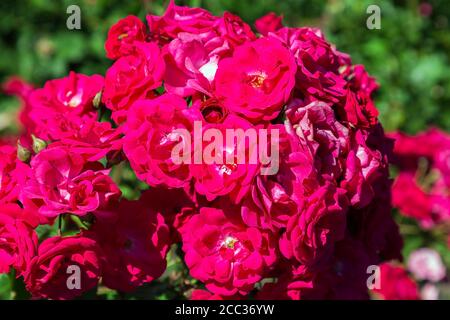 Rosa 'Eutin' - Floribunda Rosen. Stockfoto