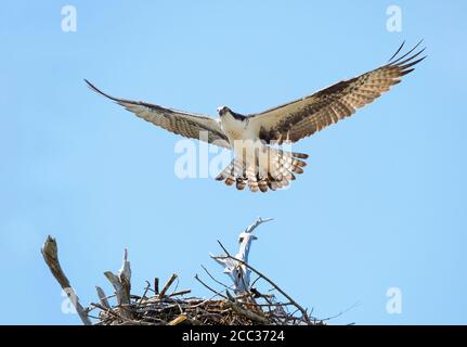 Nahaufnahme eines Fischadlers Landing on IT's Nest mit einem Heller Blauer Himmel Hintergrund Stockfoto