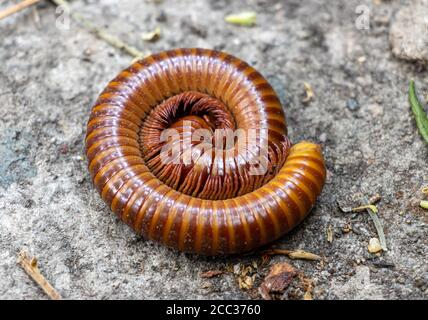 Nahaufnahme des roten Tausendfüßler zu rund gewellt. Ein orangefarbener Riesenglipede am Boden, aus nächster Nähe. Stockfoto