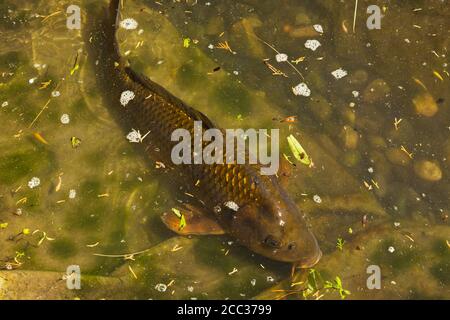 Nahaufnahme eines goldgelben Cyprinus carpio - Japanische Koi Fische im Teich im Sommer. Stockfoto