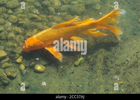 Nahaufnahme von golden orangenen japanischen Koi-Fischen - Cyprinus carpio, die auf dem Boden des trüben Teiches fressen. Stockfoto
