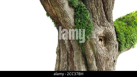 Der Stamm einer riesigen lebenden Eiche mit Auferstehung Farn wächst darauf isoliert auf Weiß Stockfoto