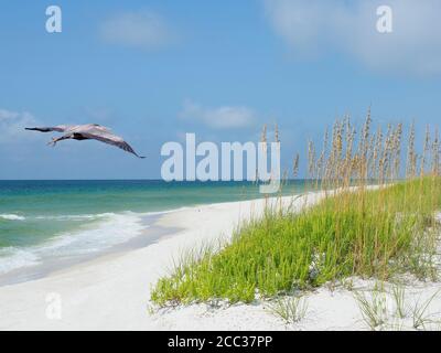 Great Blue Heron Fliegt Über Den Wunderschönen White Sand Florida Beach Stockfoto