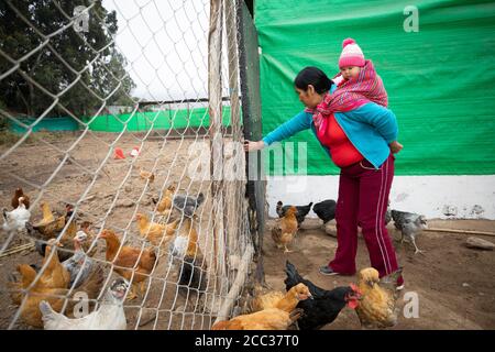 Eine Mutter pflegt ihre Hühnerherde, während sie ihr kleines Baby auf dem Rücken in Pachamac District, Peru, Südamerika trägt. Stockfoto