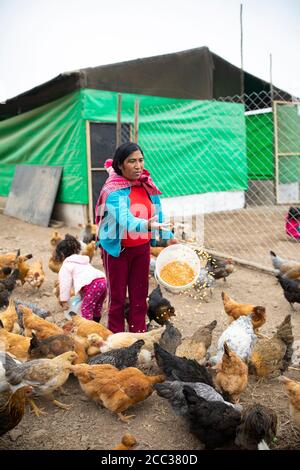 Juana Espinoza (44, in rot) ist Teilnehmerin von CARE und PepsiCo’s She Feed the World Programm. Hier arbeitet sie mit ihrer Familie auf ihrer Hühnerfarm in ihrem Haus im Bezirk Pachamac, Peru. September 2019. CARE USA in Peru. Foto von Jake Lyell. Stockfoto