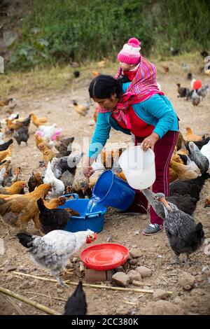 Juana Espinoza (44) ist Teilnehmerin im CARE and PepsiCo She Feed the World Programm im Bezirk Pachamac, Peru. Hier arbeitet sie auf ihrer Hühnerfarm, während sie ihre kleine Tochter Luna (4 Monate) auf dem Rücken trägt. September 2019. CARE USA in Peru. Foto von Jake Lyell. Stockfoto