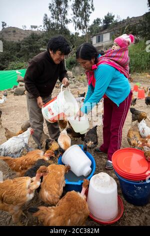 Ein Mann und eine Frau, die ein Baby auf dem Rücken tragen, arbeiten zusammen, um ihre Hühner auf ihrer kommerziellen Hühnerfarm im Pachamac District, Peru, Südamerika, zu füttern und zu bewässern. Stockfoto