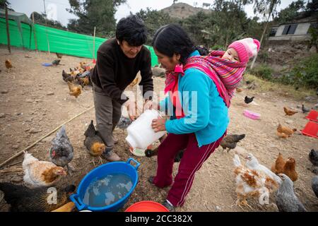 Ein Mann und eine Frau, die ein Baby auf dem Rücken tragen, arbeiten zusammen, um ihre Hühner auf ihrer kommerziellen Hühnerfarm im Pachamac District, Peru, Südamerika, zu füttern und zu bewässern. Stockfoto