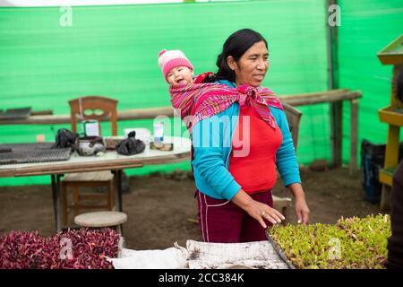 Grünsalat-Sämlinge werden mit einer Gießkanne in einer Gemüsegärtnerei in einem Gewächshaus im Pachamac District, Peru, Südamerika bewässert. Stockfoto