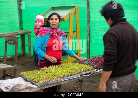 Grünsalat-Sämlinge werden mit einer Gießkanne in einer Gemüsegärtnerei in einem Gewächshaus im Pachamac District, Peru, Südamerika bewässert. Stockfoto