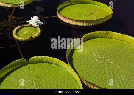 Weiß blühende Victoria cruziana 'Santa Cruz' - riesige Wasserlilie Und Blätter schweben auf Teichoberfläche Stockfoto