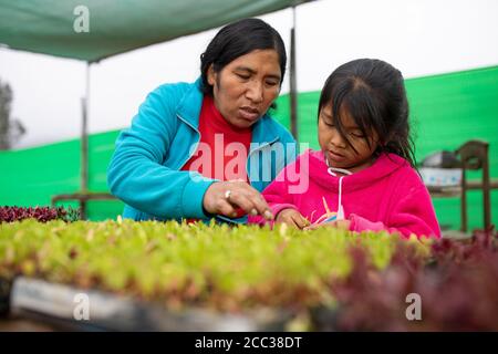 Eine Erwachsene Latina-Frau und ihre junge Tochter arbeiten zusammen, um das Gemüsebeet ihrer Familie, zu dem Rote Beete und Blattgemüse gehören, in ihrem Gewächshaus und Garten in Pachamac Distrct, Peru, Südamerika, zu grasen. Stockfoto