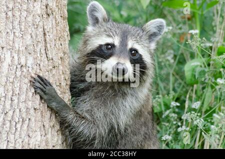 Ein gewöhnlicher Waschbär (Procyon lotor), der einen Baum klettert, grüne Vegetation im Hintergrund Stockfoto