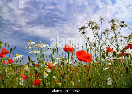 Echte Kamille (Matricaria chamomilla) und Maismohn (Papaver rhoeas) in einem Brachfeld, Bayern, Deutschland, Europa Stockfoto