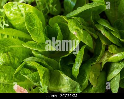 Essen Sie Ihr Gemüse! Voller Rahmen frischer Salatblätter mit einem Hauch von Wassertröpfchen, bereit zum Verzehr in einem Salat Stockfoto