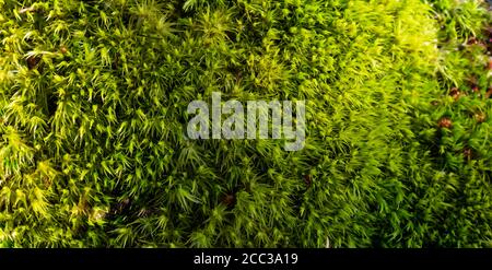 Grünes Moos natürlichen Hintergrund Textur. Schön in der Natur Stockfoto