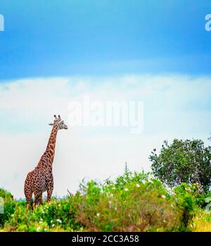 Giraffe im hohen Gras im Tsavo East National Park, Kenia. Sie hat kleine Vögel am Hals. Versteckt im Schatten unter hohen Bäumen. Es ist ein wildes Stockfoto