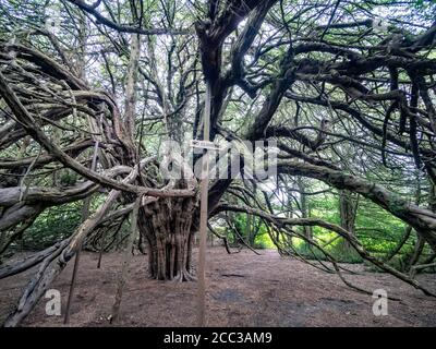 Große Eibe von Ormiston, East Lothian, Schottland, Großbritannien. Stockfoto