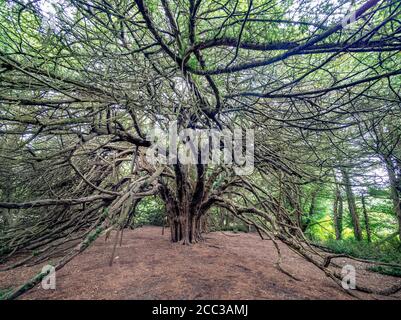 Große Eibe von Ormiston, East Lothian, Schottland, Großbritannien. Stockfoto